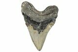 Fossil Megalodon Tooth - North Carolina #275547-2